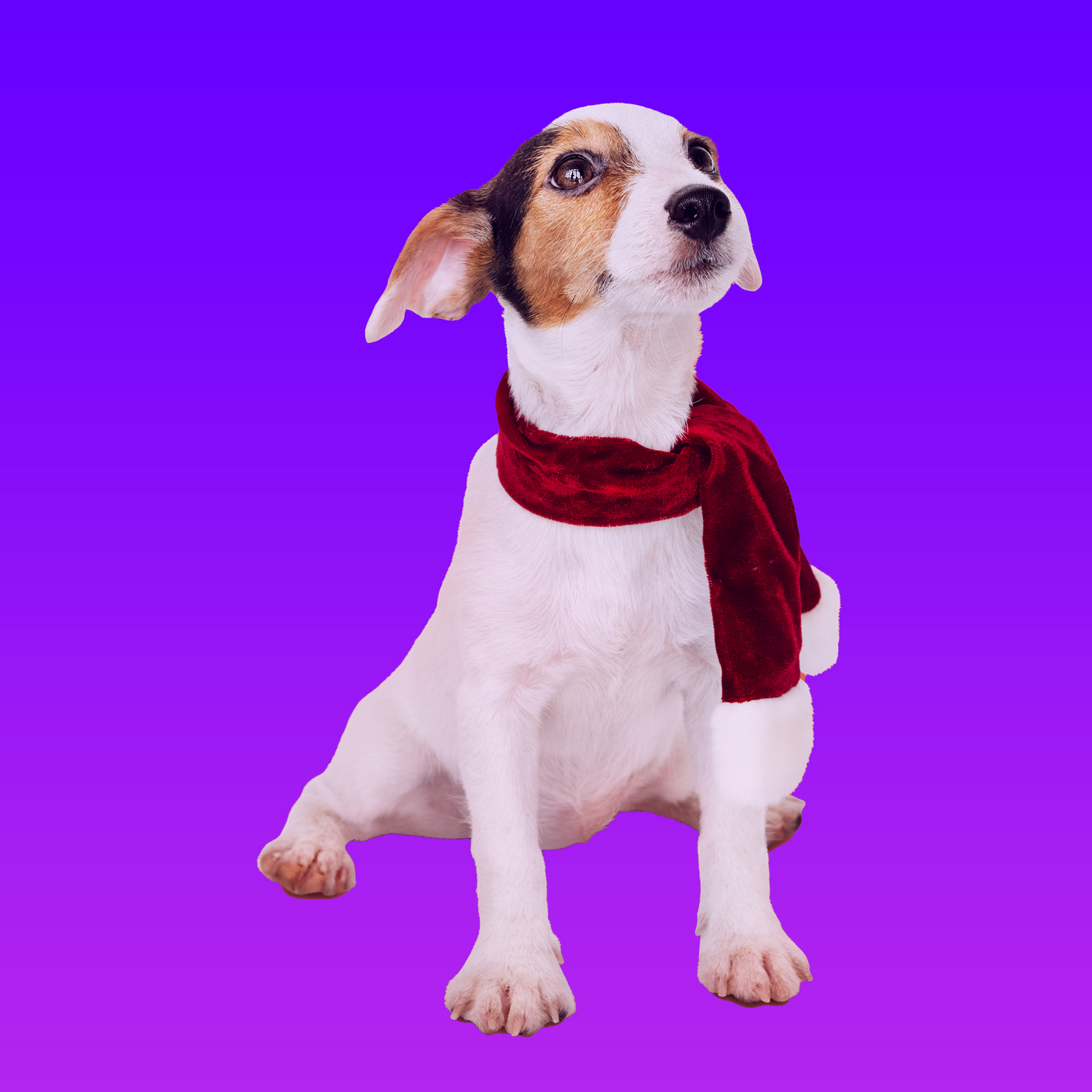 Image d'un chien avec une écharpe